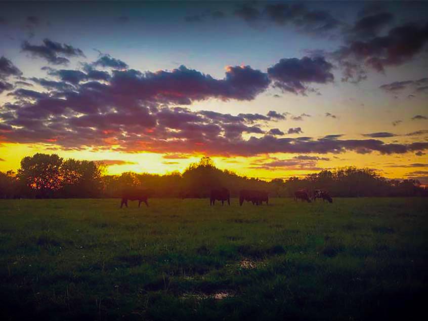 Sunset over farm
