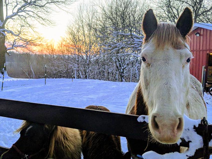 Horse next to fence in snow
